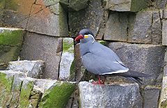 Inca Tern